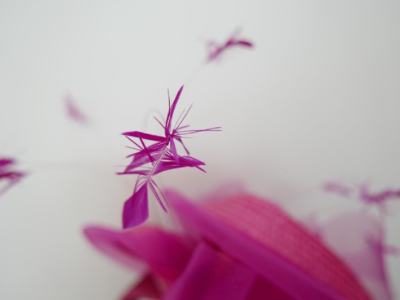 Fuksja fascynator na przepasce